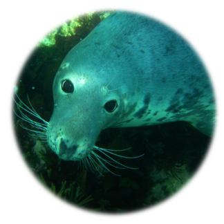 Seals